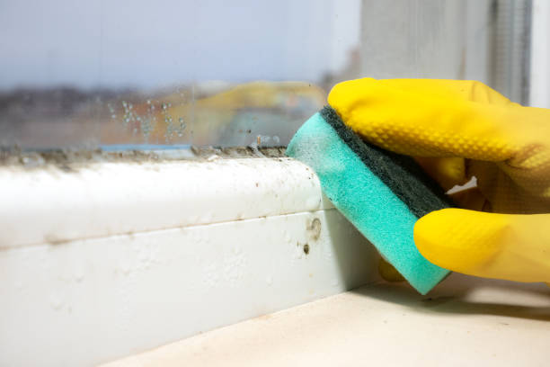 Why You Should Choose Our Mold Remediation Services in New Lenox, IL